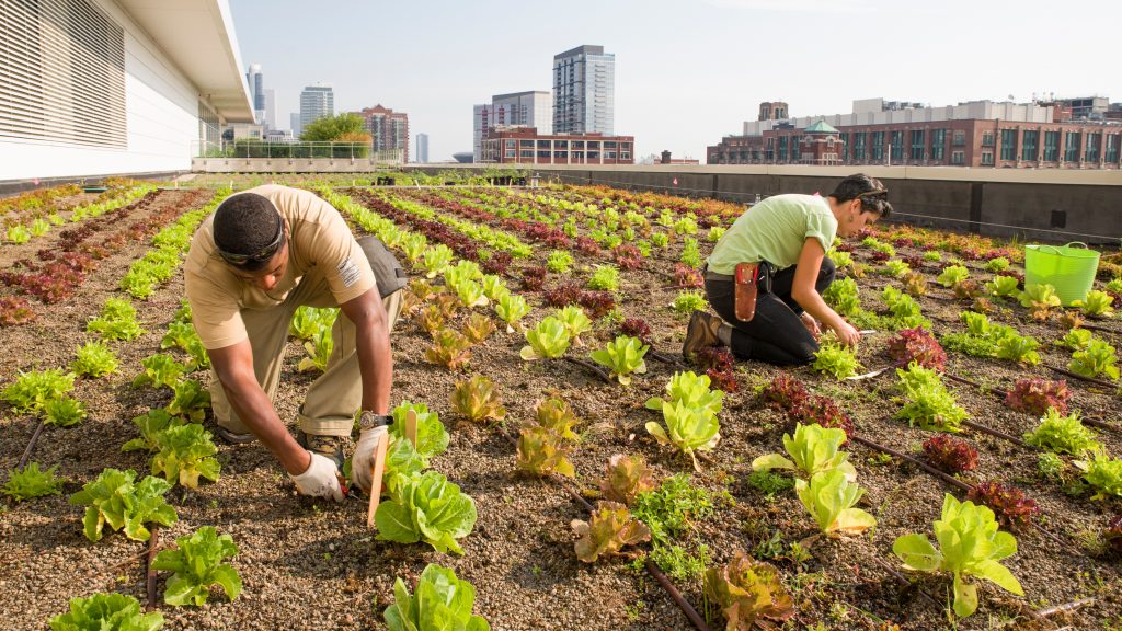 chicago-rooftop-farm