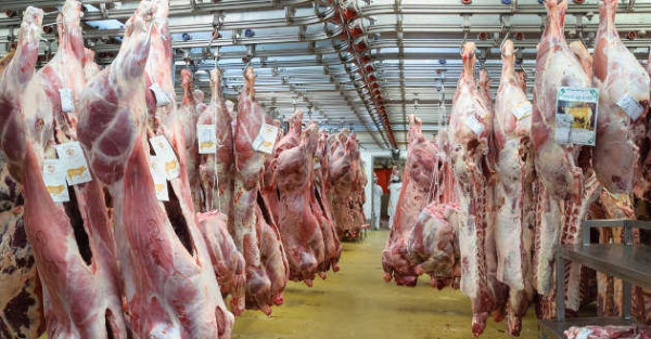 L&#39;industrie de la viande : les coulisses d&#39;un vrai carnage ! | L&#39;Indigné du  Canapé